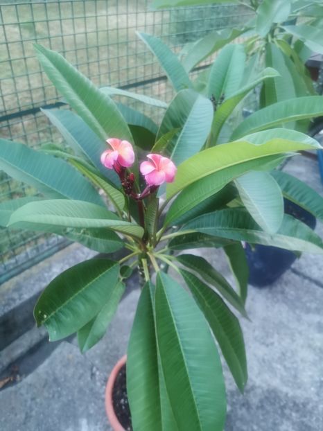  - Plumeria