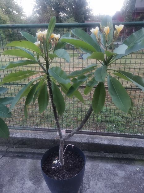 - Plumeria