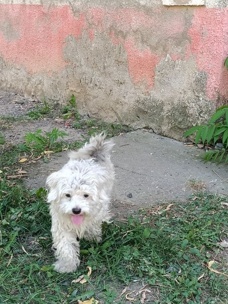 IMG.2024.08.23-no coment - Biserici evanghelice fortificate