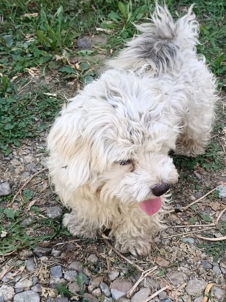 Img.2024.08.23 - I-Animalute