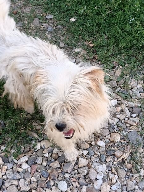 Img.2024.08.23 - I-Animalute