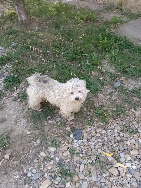 Img.2024.08.23 - I-Animalute