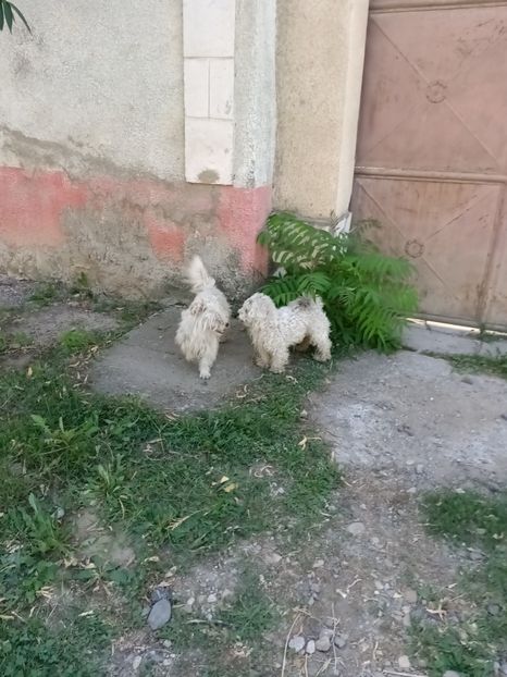 Img.2024.08.23 - I-Animalute