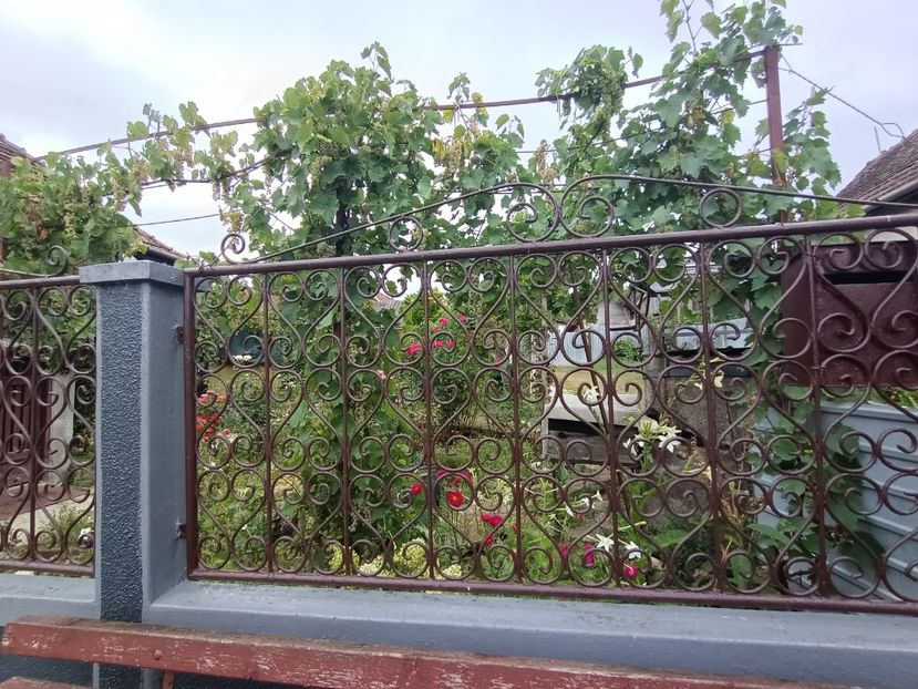 Img.2024.08.04 - Grădina mea de la țară