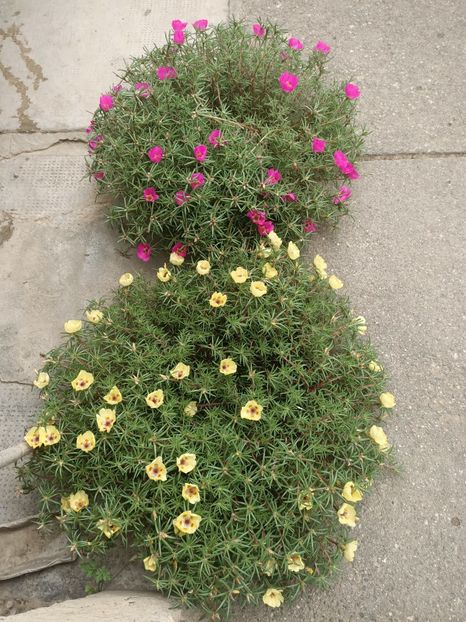 Img.2024.08.04 - Grădina mea de la țară