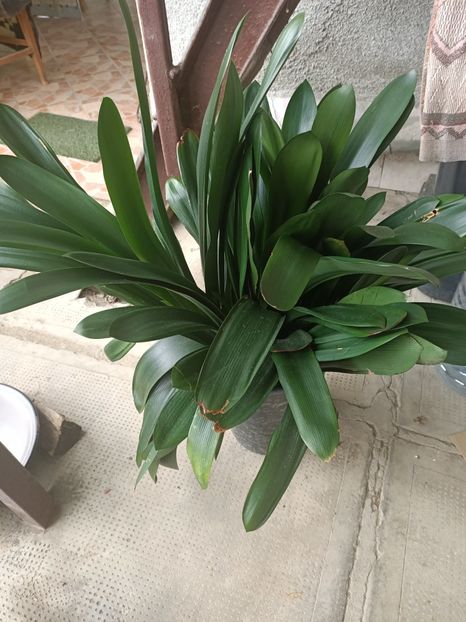 Img.2024.08.04- clivia - Grădina mea de la țară