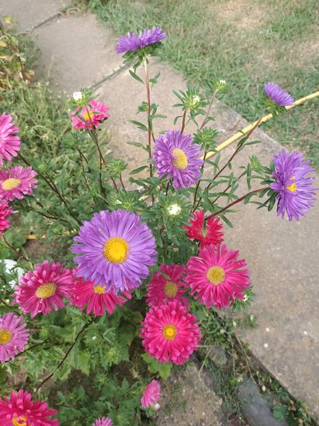 Img.2024.08.05 - Grădina mea de la țară