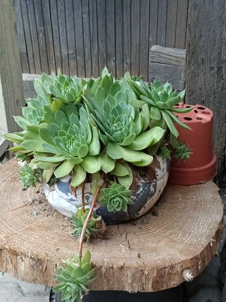 Img.2024.08.07 - Grădina mea de la țară