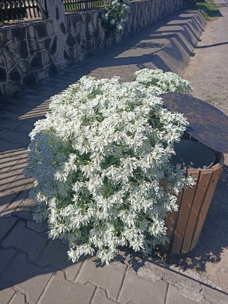 Img.2024.08.08 - Grădina mea de la țară