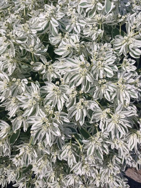 Img.2024.08.08 - Grădina mea de la țară