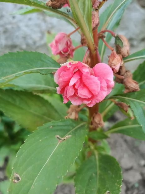 Img.2024.08.08 - Grădina mea de la țară