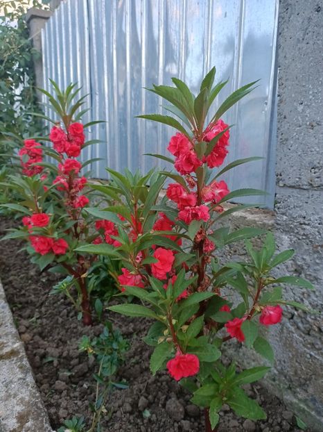 Img.2024.08.08 - Grădina mea de la țară