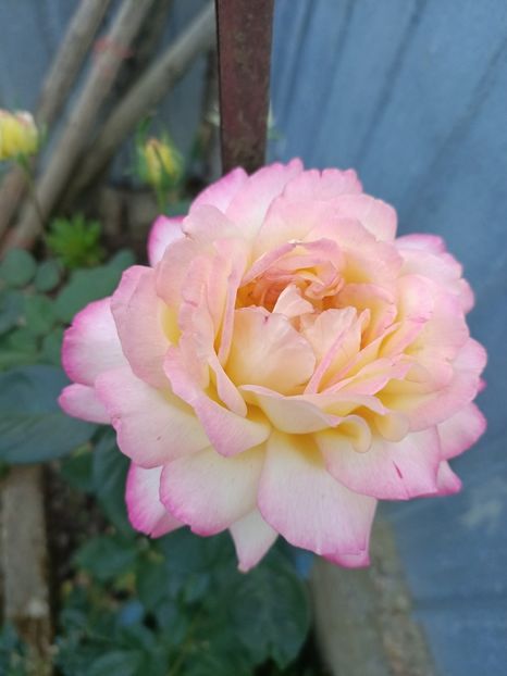 Img.2024.08.08 - Grădina mea de la țară