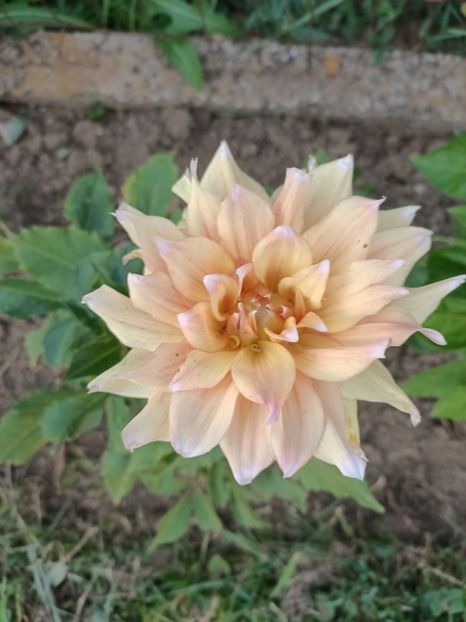 Img.2024.08.08 - Grădina mea de la țară