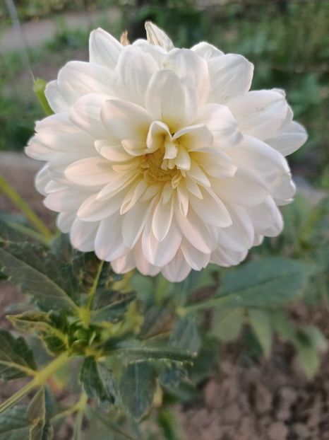 Img.2024.08.08 - Grădina mea de la țară