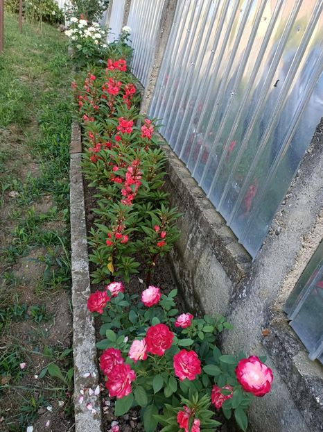 IMG20240811184846 - Grădina mea de la țară 2