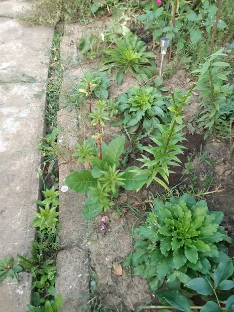 Img.2024.08.08 - Grădina mea de la țară 2
