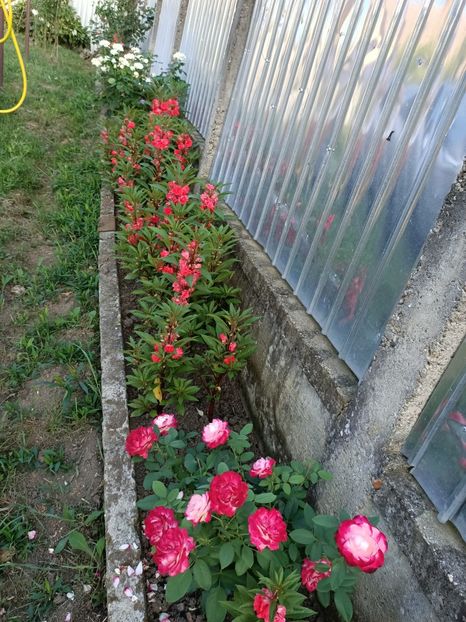 Img.2024.08.11 - Grădina mea de la țară 2