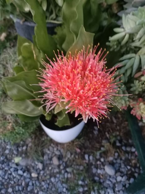 Img.2024.08.21 - Lacul roșu - Cheile Bicazului