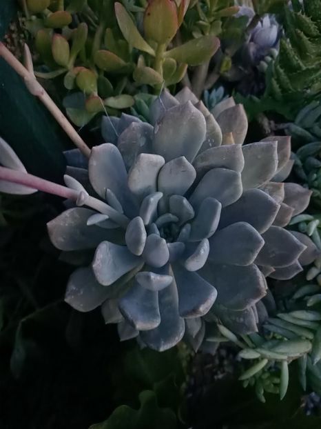 Img.2024.08.21 - Lacul roșu - Cheile Bicazului