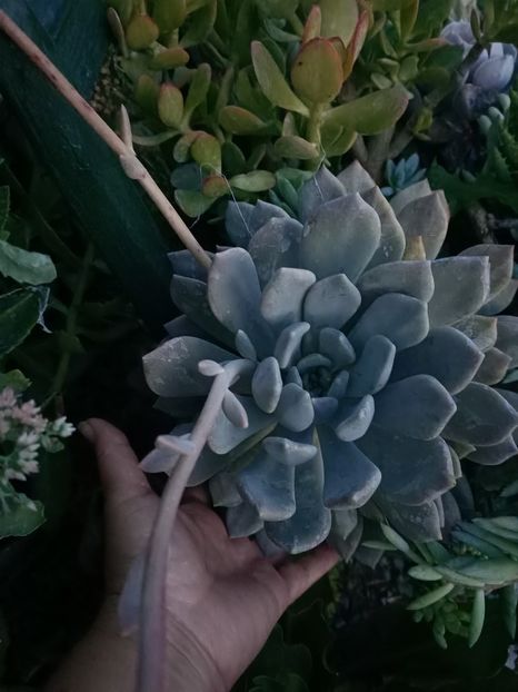 Img.2024.08.21 - Lacul roșu - Cheile Bicazului