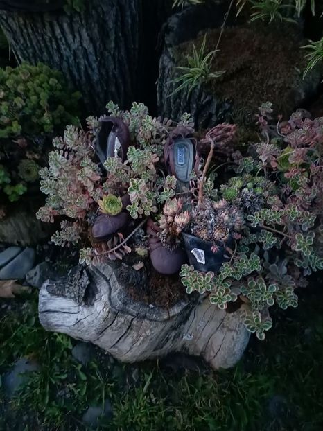 Img.2024.08.21 - Lacul roșu - Cheile Bicazului