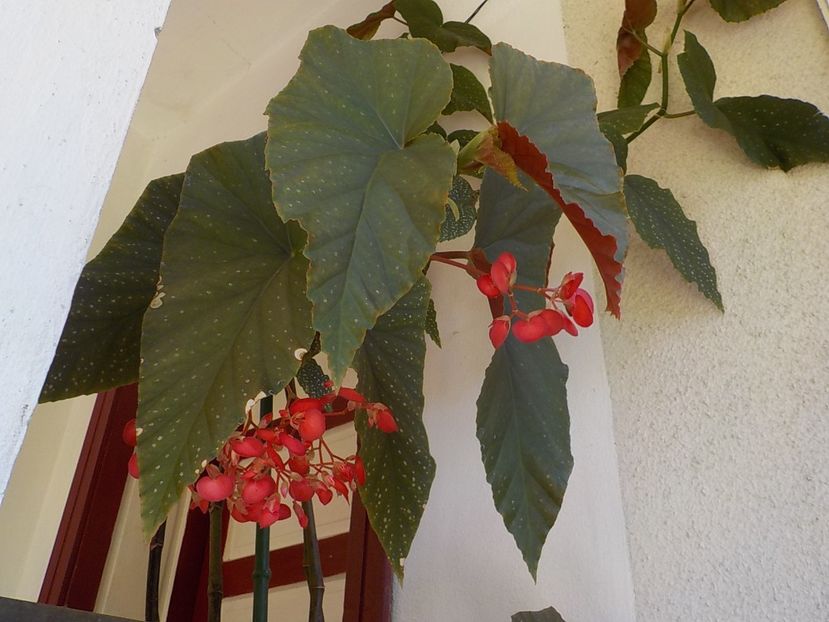  - begonia lucernae