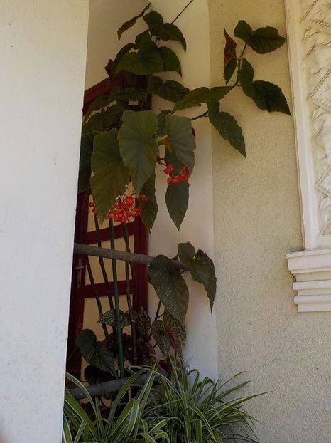  - begonia lucernae