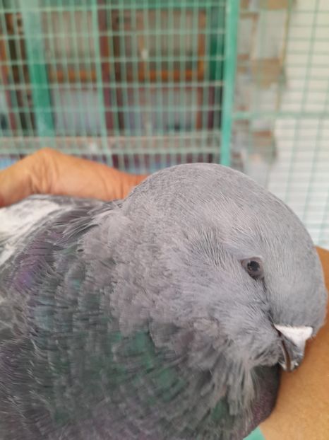 Fata 2 luni - Tineret 2024