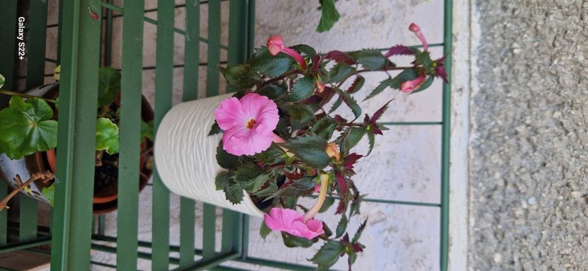  - Madame Bovary 2022