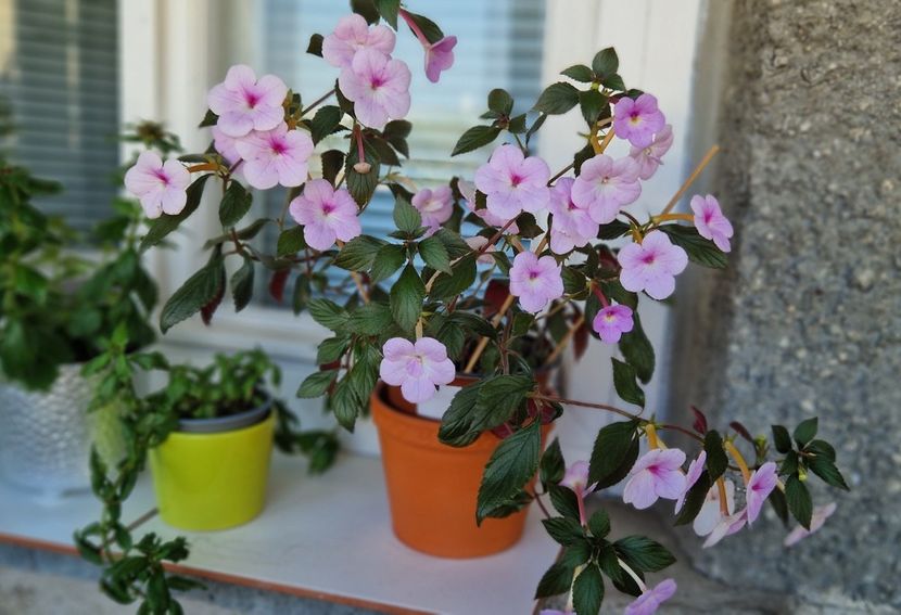 2024 - Peach Blossom E