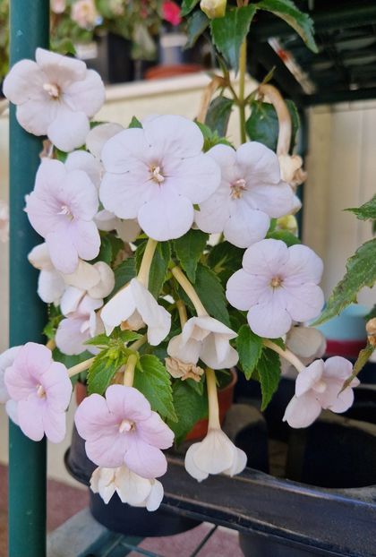 Dpr2 - Double Pink Rose p