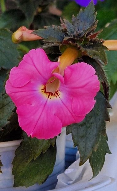 Madame Bovary - Achimenes 2024