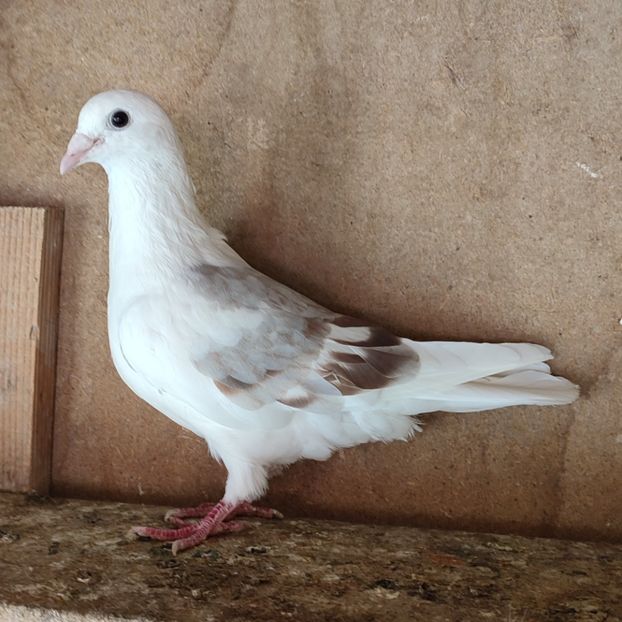 Femela 23-933 - Bălțat argintiu