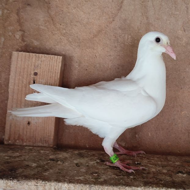 Pui 23-479....-20 lei - Porumbei vanduti