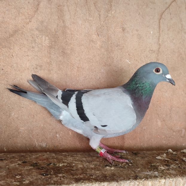 Femela 23-738 - Porumbei vanduti