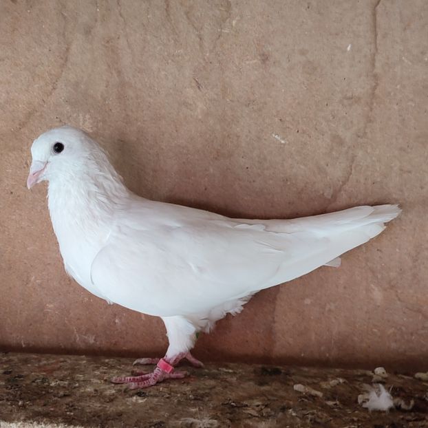 Femela 23-076 - Porumbei vanduti