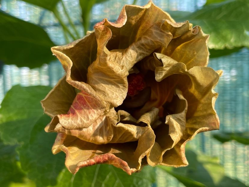  - Moorea Green Gold Pearl