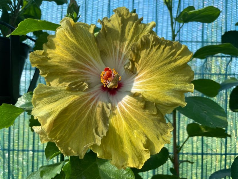  - Moorea Green Gold Pearl