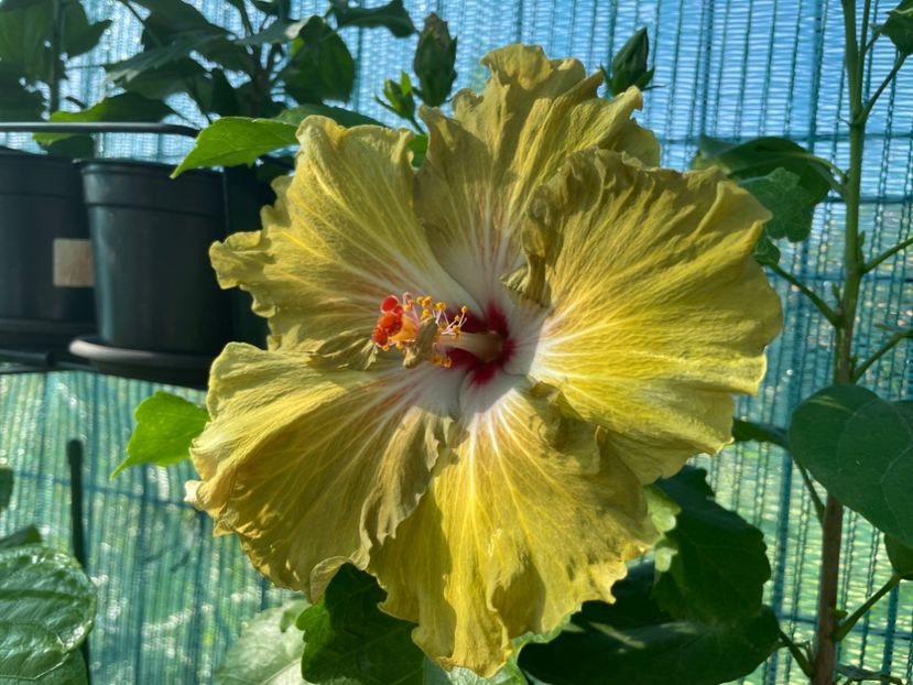  - Moorea Green Gold Pearl