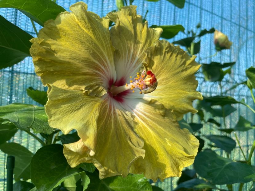  - Moorea Green Gold Pearl