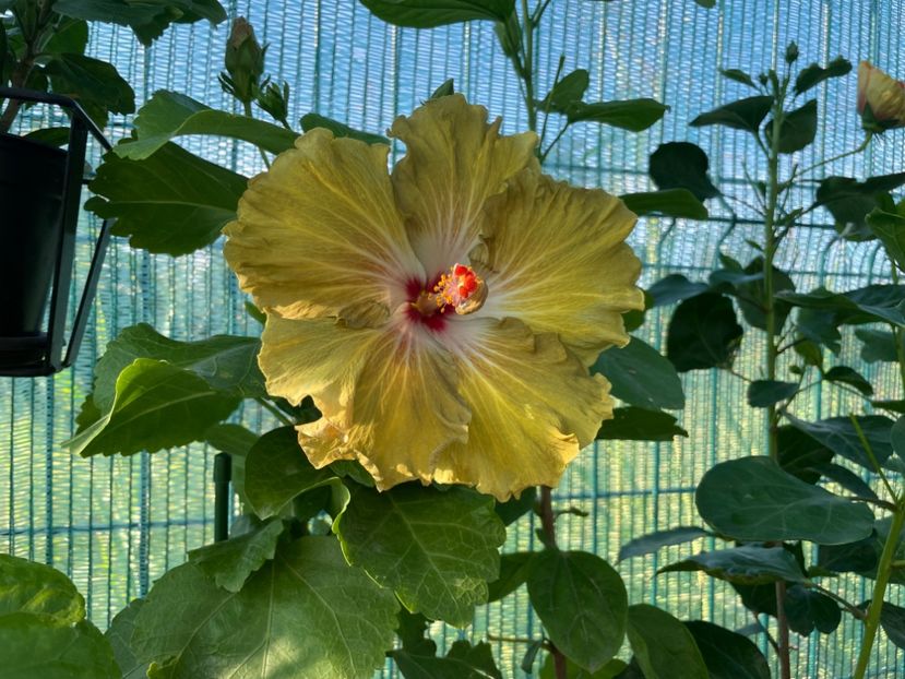  - Moorea Green Gold Pearl