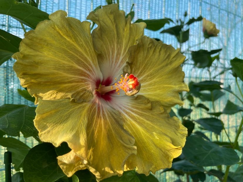  - Moorea Green Gold Pearl