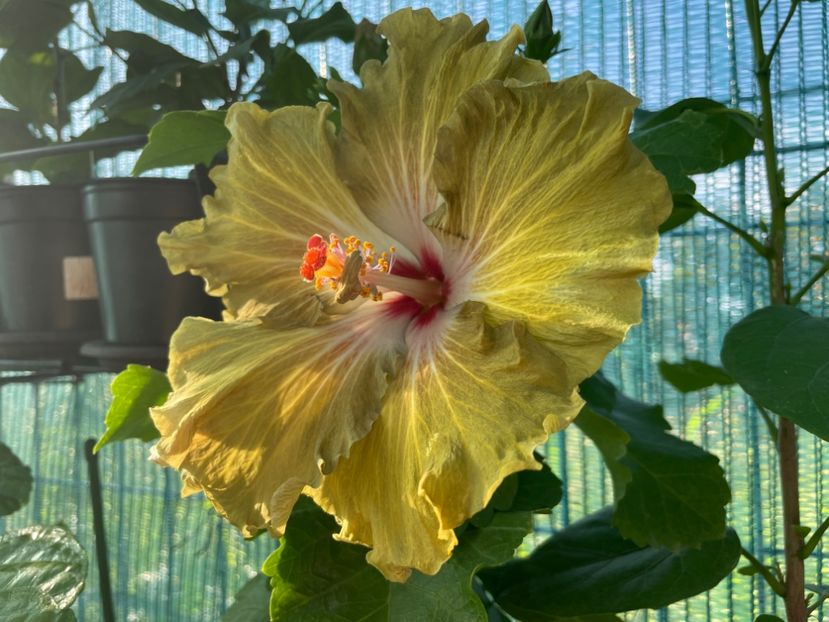  - Moorea Green Gold Pearl