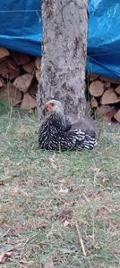 IMG20240815201911 - gaini 2o1o 2o11 2013 14-20024 si oile 2024