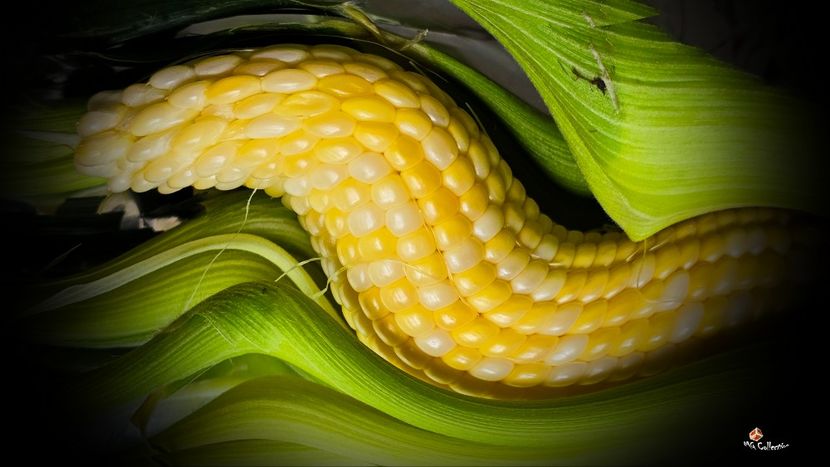 Sarpele porumbac ! Snake Corn - A - DECO ART - CANADA