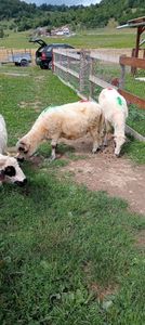 IMG20240807154308 - gaini 2o1o 2o11 2013 14-20024 si oile 2024
