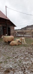 IMG20231126135322 - gaini 2o1o 2o11 2013 14-20024 si oile 2024
