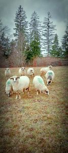  - gaini 2o1o 2o11 2013 14-20024 si oile 2024