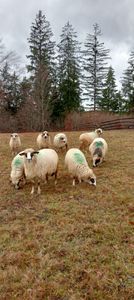 IMG20231116113308 - gaini 2o1o 2o11 2013 14-20024 si oile 2024
